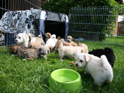 Bichon Havanais hvalpe hos Kennel Miki Nanoq